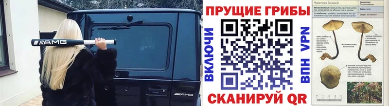 кракен tor Чебоксары Псилоцибиновые грибы прущие грибы